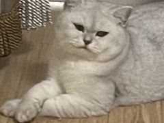 -糯米喵星人总部直营旗舰店·猫舍·幼猫出售