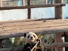 -西霞口神雕山野生动物世界