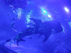 -成都浩海立方海洋公园