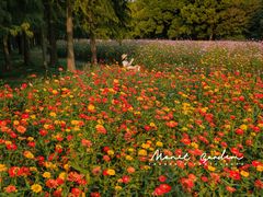 -上海共青森林公园