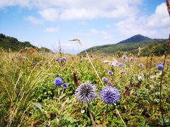 -白草畔自然风景区
