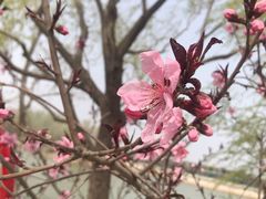 -塘沽森林公园