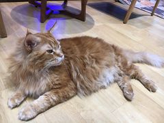 -藏猫猫咖啡主题馆(中央大道店)