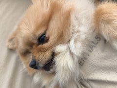 -怪兽屋·羊驼·猫咖·狗咖(俊华广场店)