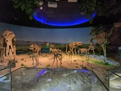 -安徽省地质博物馆