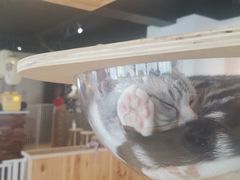 -废柴休闲屋·撸狗咖撸猫咖