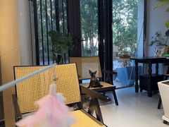 -琪喵猫屋·撸猫猫咖·猫舍
