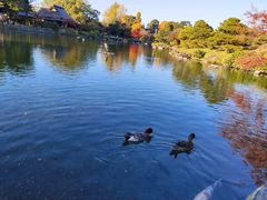 -水前寺成趣园