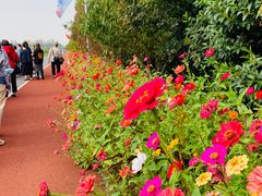 -上海长兴岛郊野公园