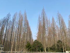-东平国家森林公园