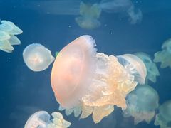 -欢乐海岸海洋奇梦馆