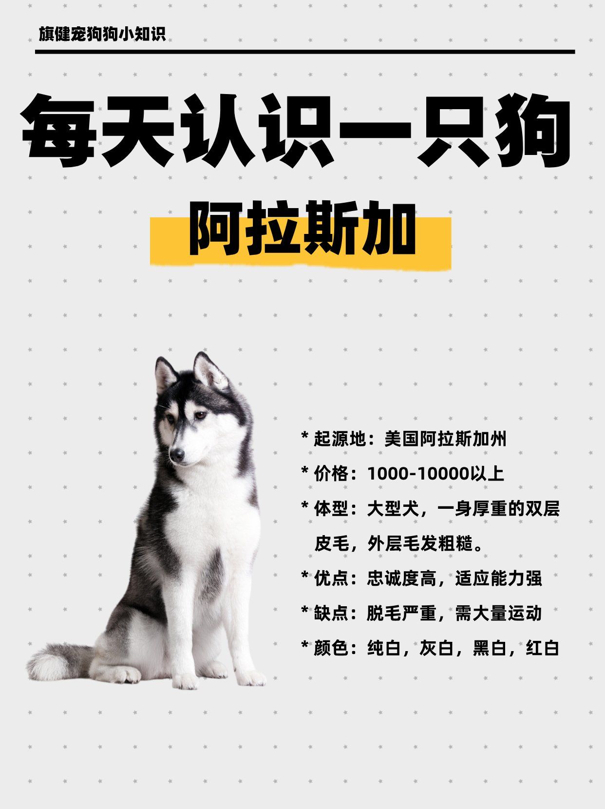 每天认识一只狗狗🐶阿拉斯加犬