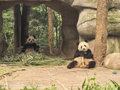 -中国大熊猫保护研究中心雅安碧峰峡基地