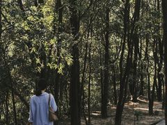 -火炉山森林公园