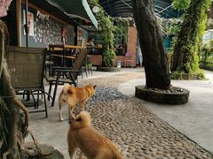 -柴犬高等学院·狗咖·柴犬售卖·宠物训练