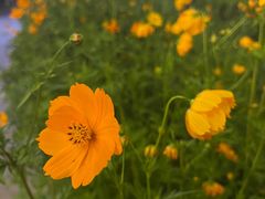 -阿卡贝拉音乐汇(印象城店)