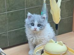 -帕帕拉兹宠物(亚洲旗舰店)