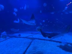 -烟台海昌鲸鲨海洋公园