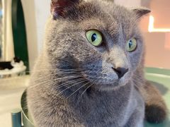 -猫儿山۰猫主题餐厅