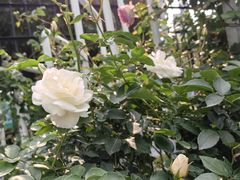 -人民公园(罗湖区)