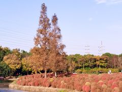 -花开海上生态园