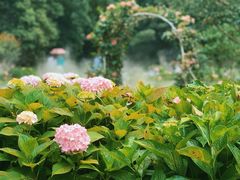 -上海共青森林公园