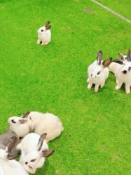 -爱丽丝奇幻乐园