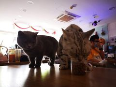 -平行世界·猫咖(首经贸店)