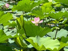 -承德避暑山庄景区