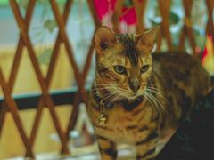-李小姐の猫咖啡馆(五角场店)