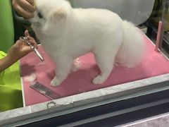 -秀猫阁·猫咪花园(万达店)
