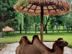 -北京野生动物园