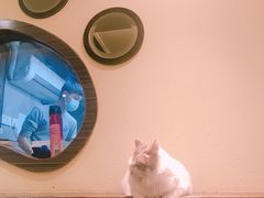 -more than meow吴止猫主题餐厅(承德 中船汇店)