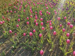 -长春公园(普阳街道)