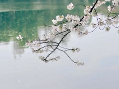 -小杨生煎(江南环球港店)