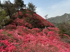 -木兰云雾山