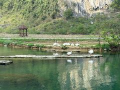 -靖西鹅泉风景区