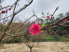 -南国桃园旅游度假区