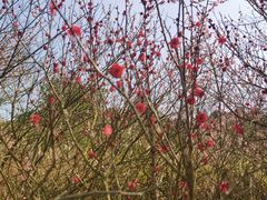 -铁山坪森林公园