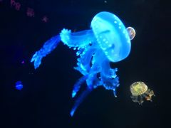 -锦艺城海洋馆