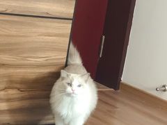 -十年猫舍·猫咪专门店(普陀店)