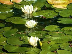 -国家植物园南园