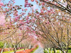 -高东镇樱花园