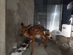 -浣熊柯尔鸭土拨鼠·电玩咖
