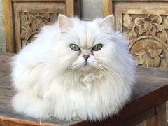 -喵屿·大理花园猫咖