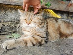 -喵屿·大理花园猫咖