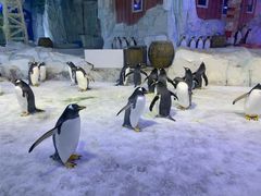 -芜湖新华联大白鲸海洋公园