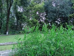 -成都市活水公园