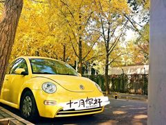-三里屯东五街银杏大道