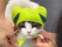 -爱洗澡的猫(望京店)